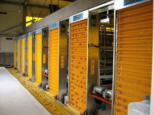 高效智能養殖新篇章 探秘自動集蛋系統與計算機系統集成